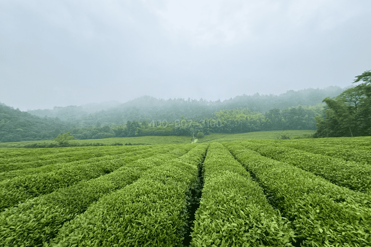 杭州竹茶园公墓环境图