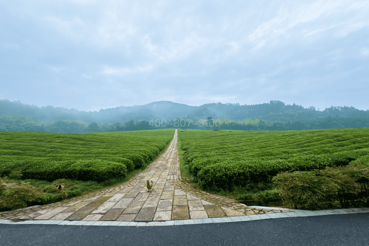 杭州竹茶园公墓环境图